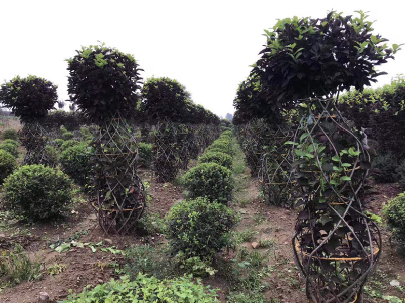 紫叶稠李编织花瓶海量批发