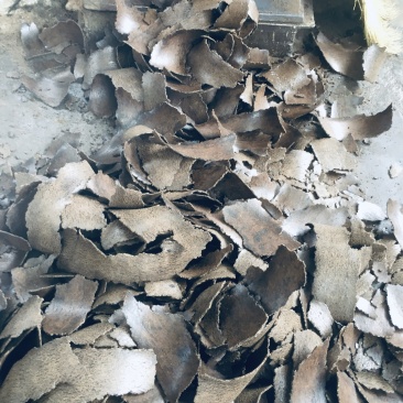 桐枯