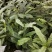 白花牛奶根苗今年种植明年可收，产品新价格高