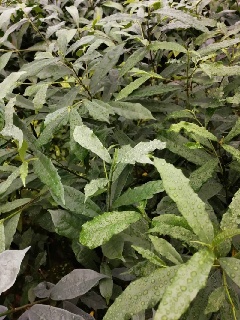白花牛奶根苗今年种植明年可收，产品新价格高
