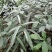 白花牛奶根苗今年种植明年可收，产品新价格高