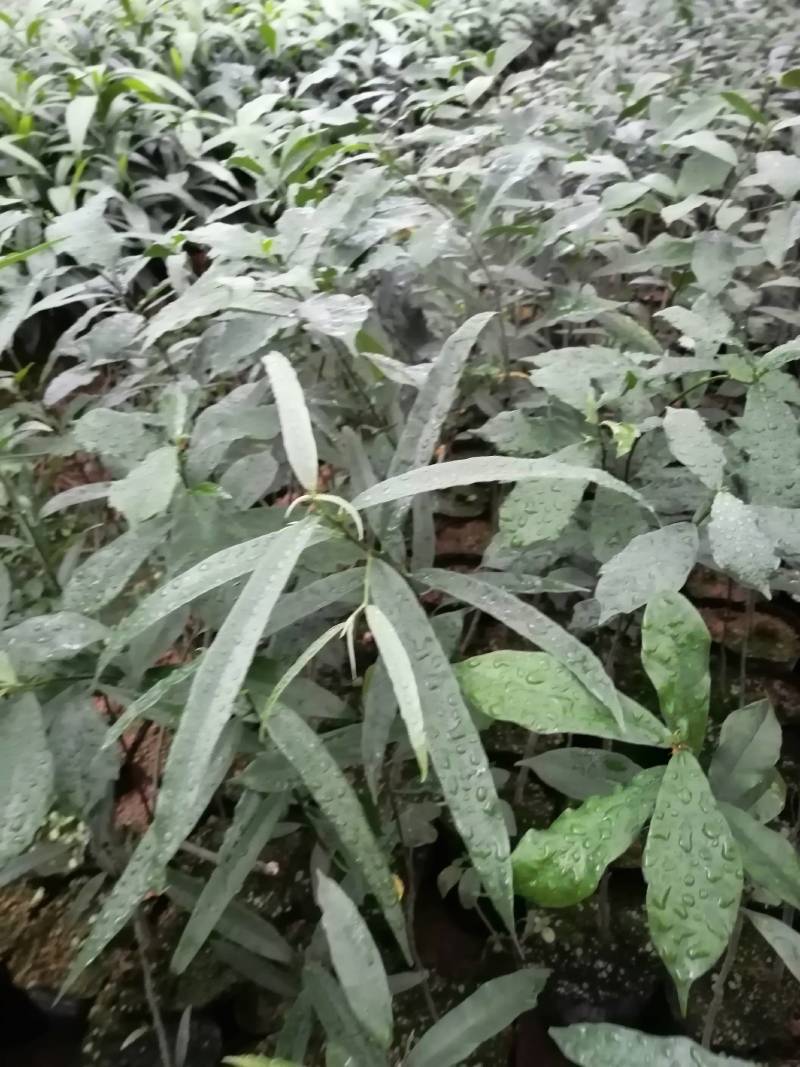 白花牛奶根苗今年种植明年可收，产品新价格高
