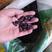 黑花生手剥生米香甜型，好吃不贵，含富硒，花青素