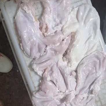 新鲜猪肚