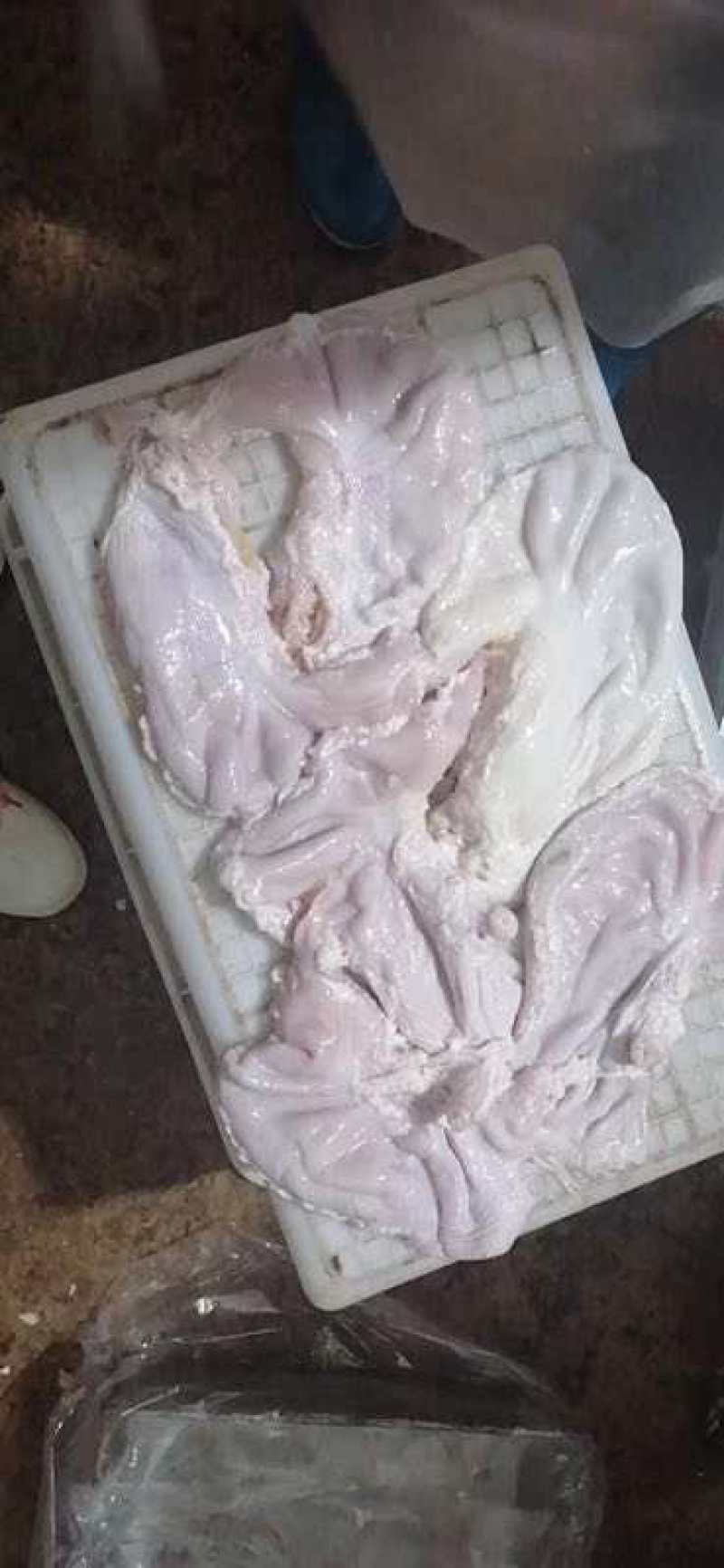 新鲜猪肚