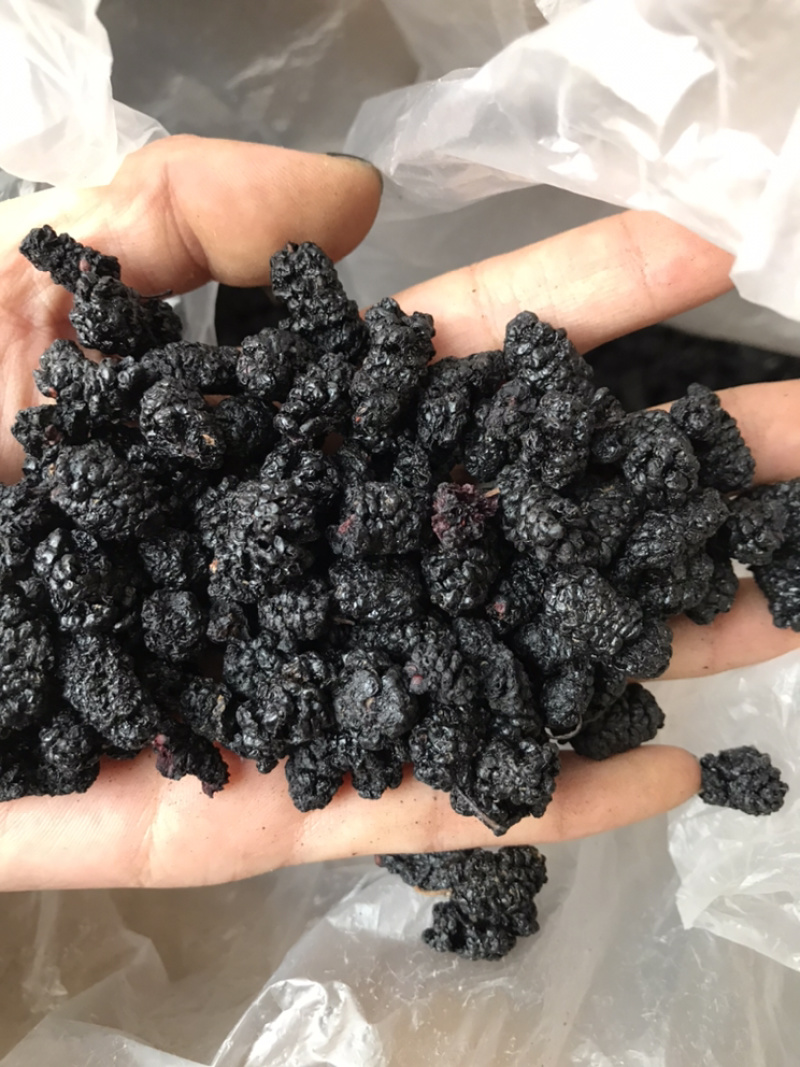 桑葚桑葚干保庆药业批发桑葚中药材实物拍摄各种规格