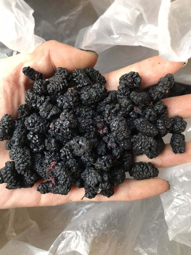 桑葚桑葚干保庆药业批发桑葚中药材实物拍摄各种规格