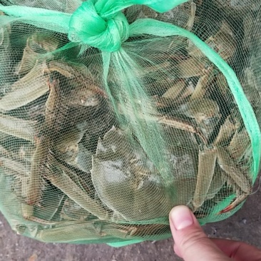 大量批发鲜活固城湖大闸蟹品质堪比阳澄湖大闸蟹大残蟹，残蟹