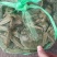 大量批发鲜活固城湖大闸蟹品质堪比阳澄湖大闸蟹大残蟹，残蟹