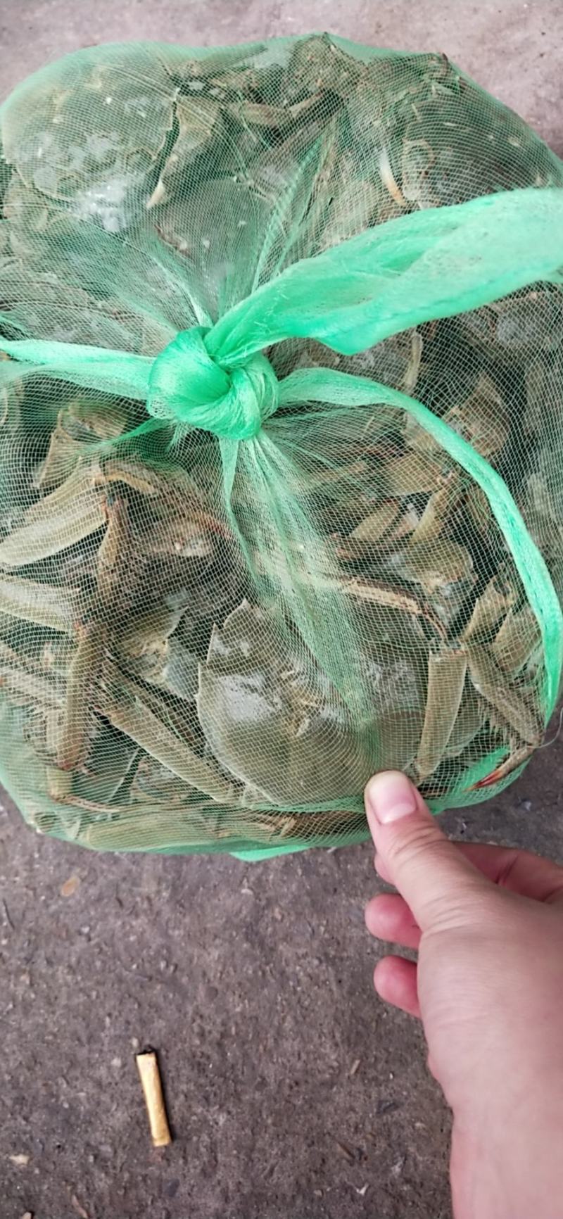 大量批发鲜活固城湖大闸蟹品质堪比阳澄湖大闸蟹大残蟹，残蟹