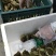 大量批发鲜活固城湖大闸蟹品质堪比阳澄湖大闸蟹大残蟹，残蟹