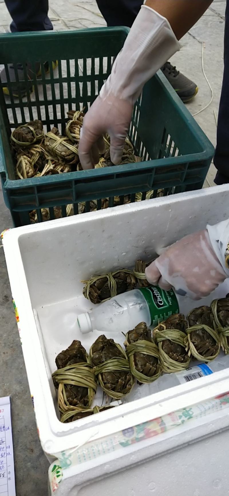 大量批发鲜活固城湖大闸蟹品质堪比阳澄湖大闸蟹大残蟹，残蟹