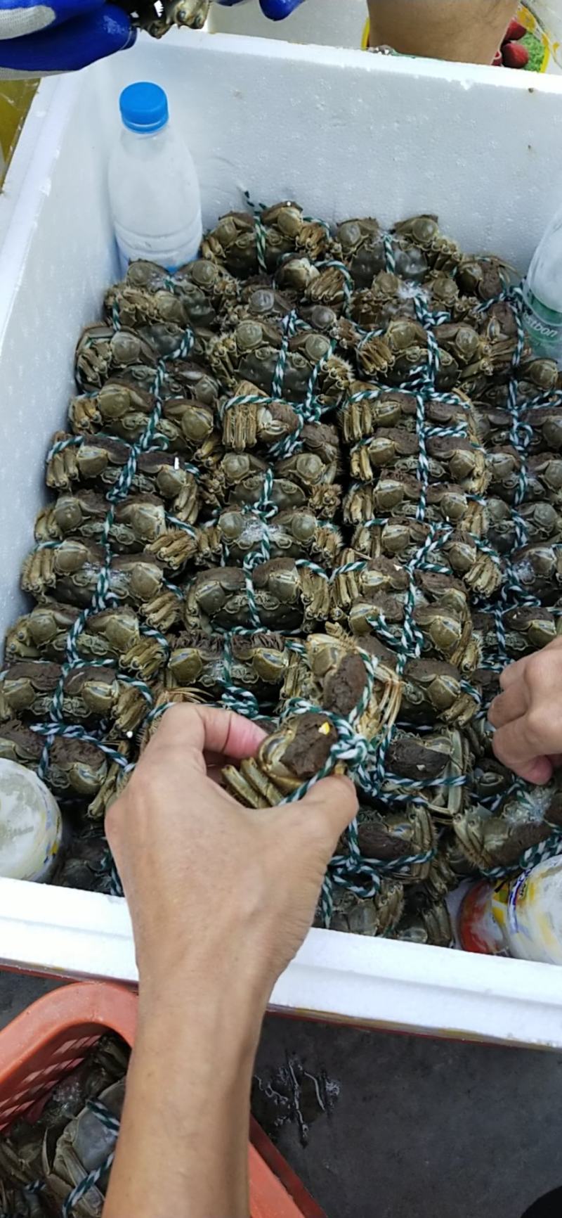 大量批发鲜活固城湖大闸蟹品质堪比阳澄湖大闸蟹大残蟹，残蟹