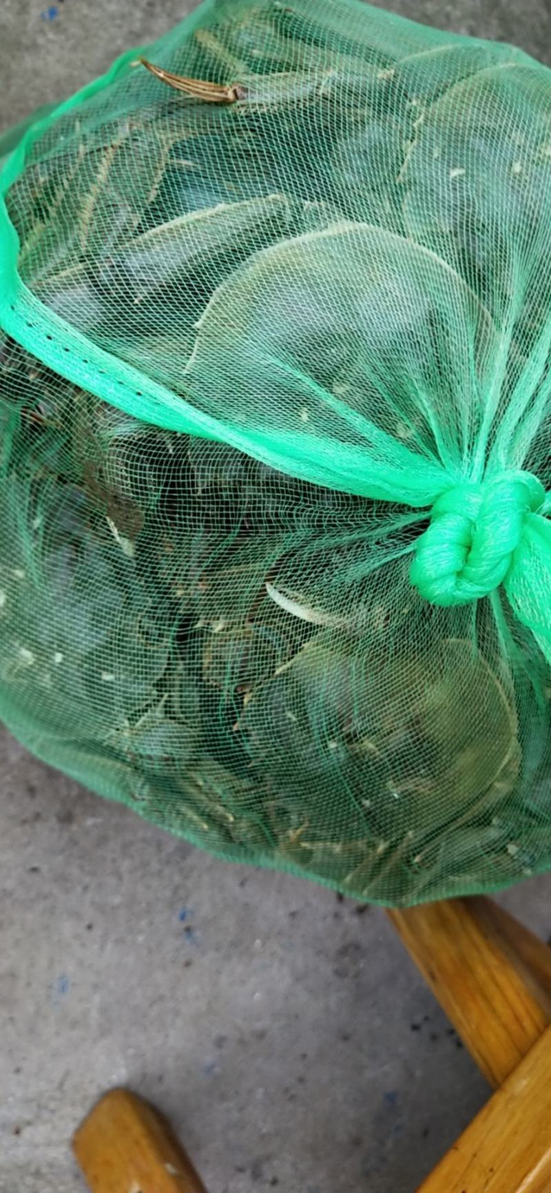 大量批发鲜活固城湖大闸蟹品质堪比阳澄湖大闸蟹大残蟹，残蟹