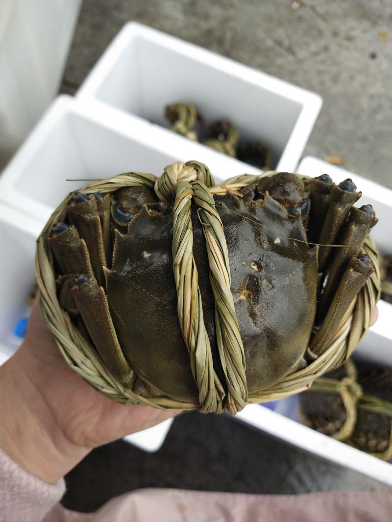 大量批发鲜活固城湖大闸蟹品质堪比阳澄湖大闸蟹大残蟹，残蟹