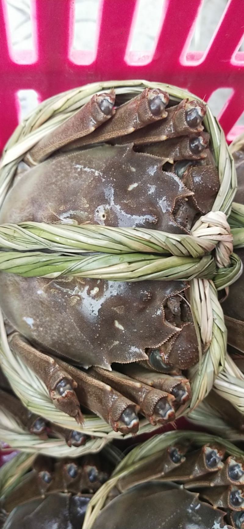 大量批发鲜活固城湖大闸蟹品质堪比阳澄湖大闸蟹大残蟹，残蟹
