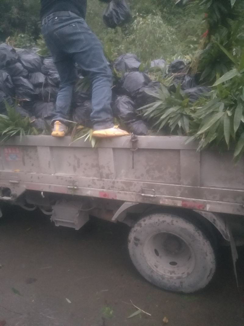 三月竹苗，这几天刚好种苗最合适