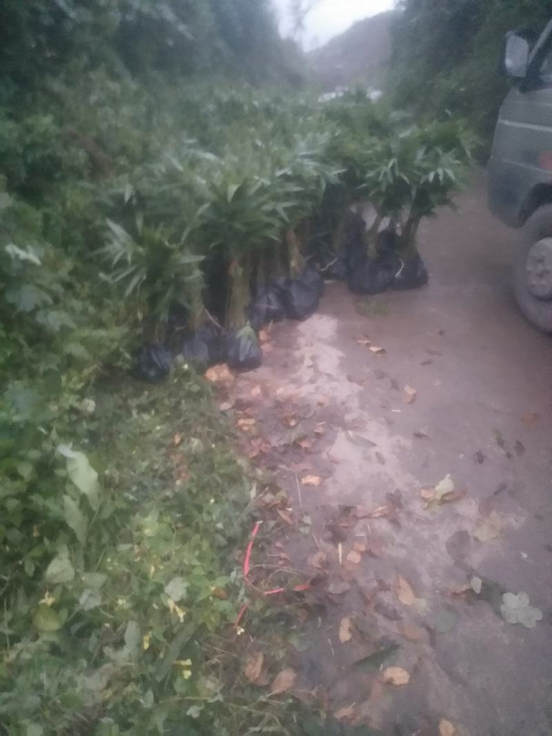 三月竹苗，这几天刚好种苗最合适