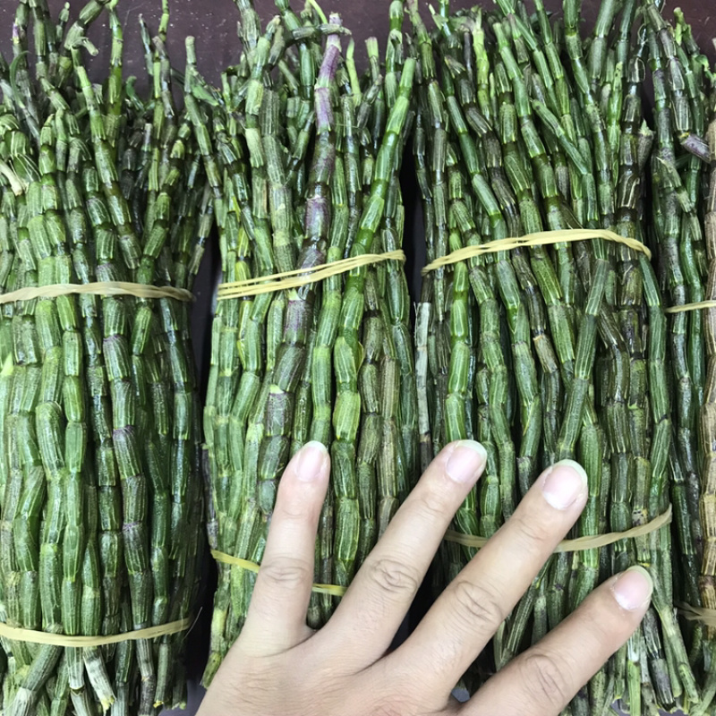 铁皮石斛鲜条粗条石斛养身中药材500克胶质饱满