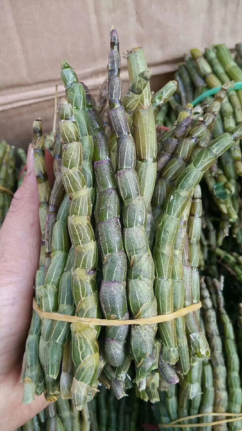 铁皮石斛鲜条粗条石斛养身中药材500克胶质饱满
