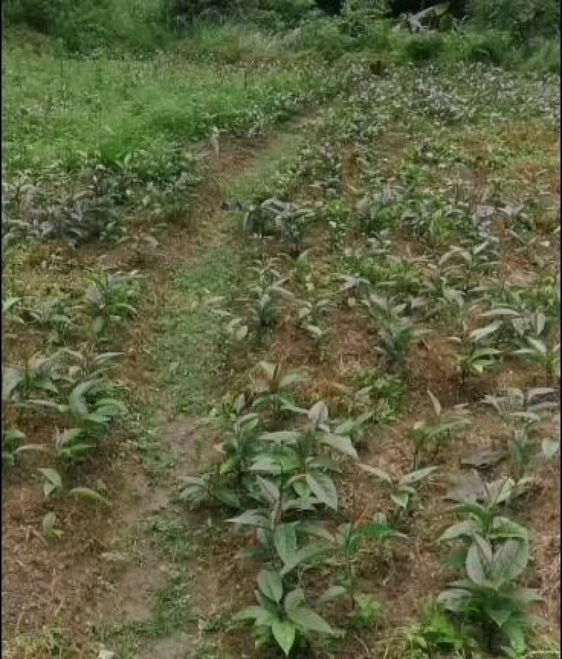 贵州省黑老虎苗种植基地直发