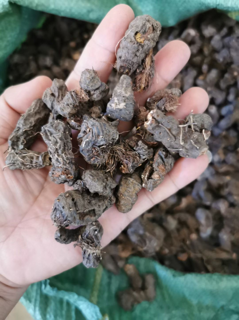 云南本地纯野生草血竭，血竭。含量够全干货