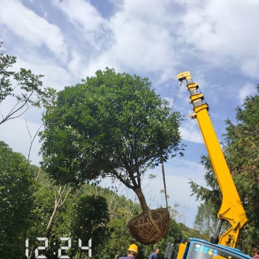 桂花:2-15桂花树，全年供应，支持线上保障交易