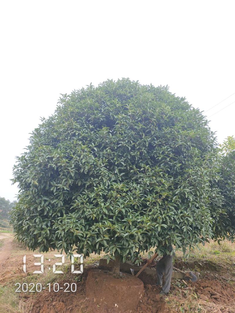 桂花:2-15桂花树，全年供应，支持线上保障交易