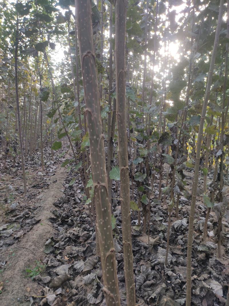 杨树苗，107苗，速生杨苗，毛白杨苗。欢迎来基地实景采购