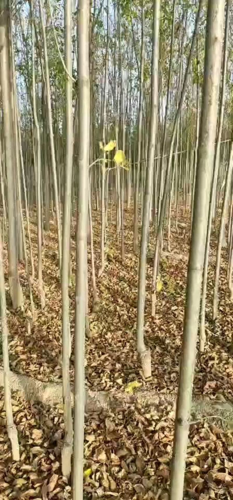 杨树苗，107苗，速生杨苗，毛白杨苗。欢迎来基地实景采购