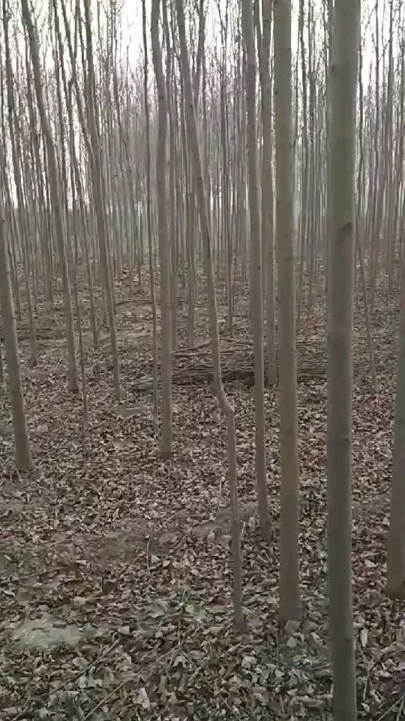 杨树苗，107苗，速生杨苗，毛白杨苗。欢迎来基地实景采购