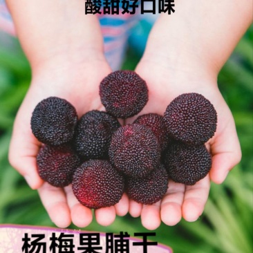 杨梅干果脯杨梅干酸甜杨梅干晒干杨梅干包邮