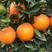 湖北长虹脐橙，纽荷尔/圆虹鲜果现摘保质保量，欢迎前来订