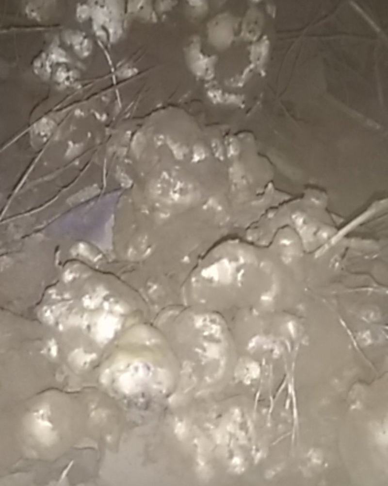 大量出售白皮洋姜,菊芋物美价廉