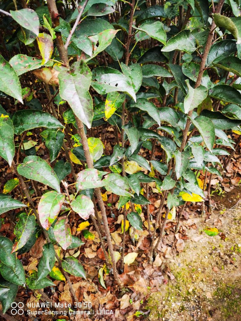 【精选】众成一号苹果苗众成三号苹果苗现挖现卖根系新