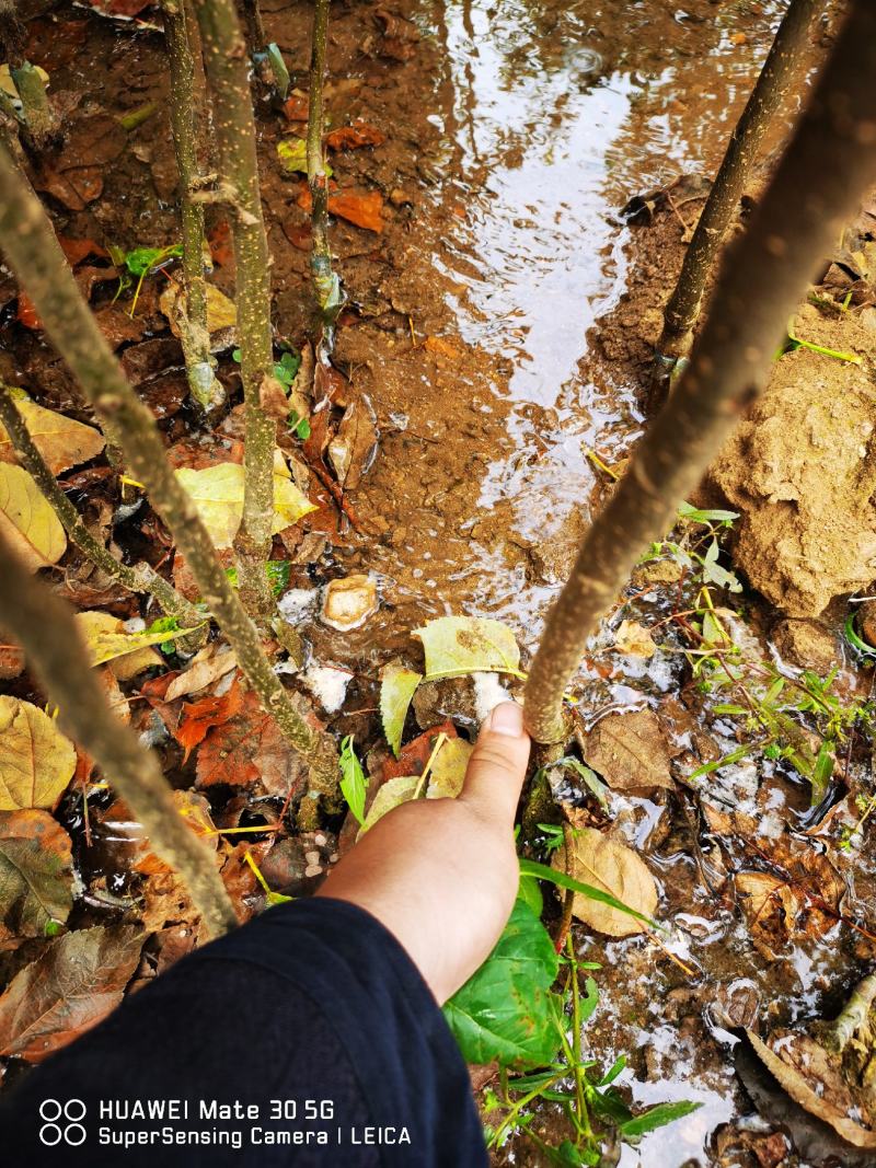 【精选】众成一号苹果苗众成三号苹果苗现挖现卖根系新