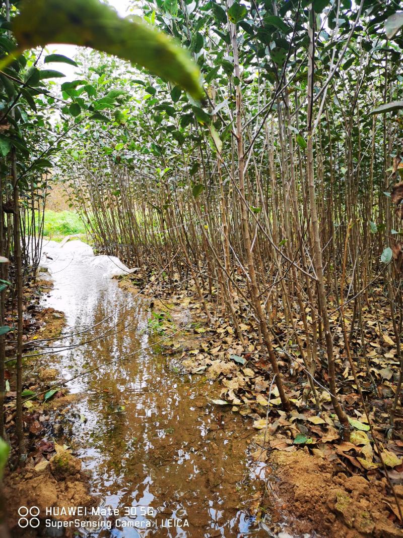 【精选】众成一号苹果苗众成三号苹果苗现挖现卖根系新