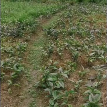 黑老虎布福娜果苗基地直发