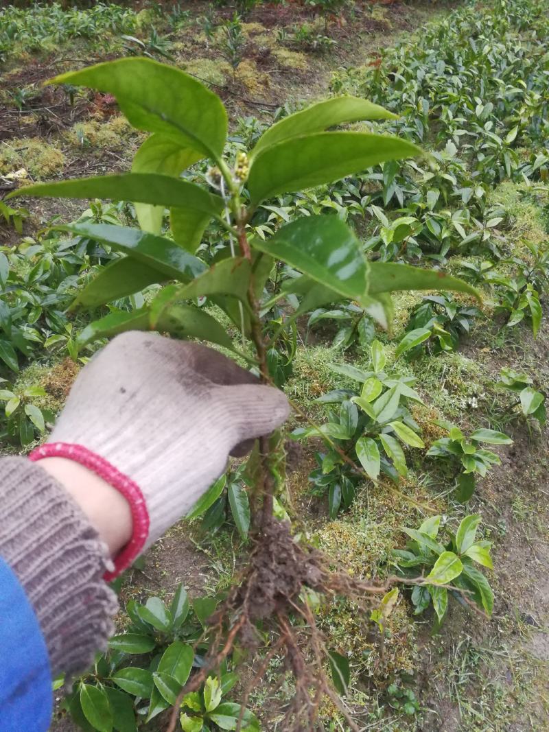 黑老虎布福娜果苗基地直发