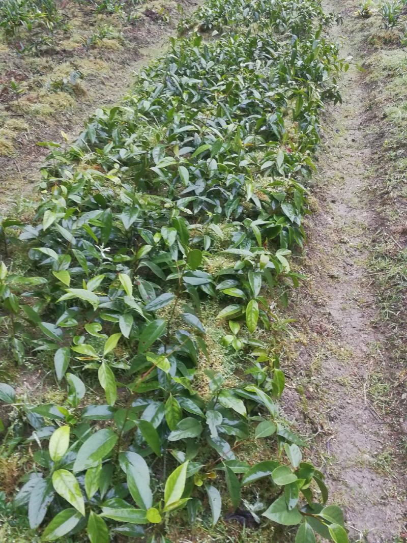 黑老虎布福娜果苗基地直发