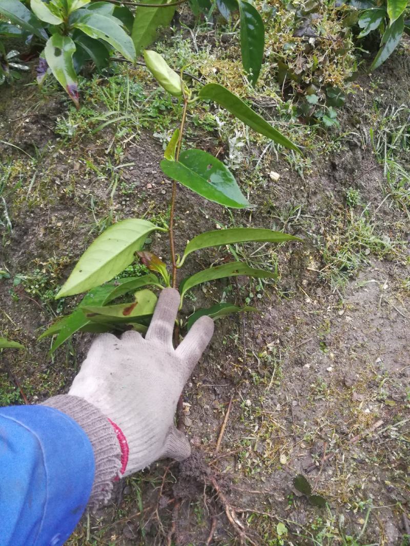 黑老虎布福娜果苗基地直发