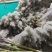 芦苇花纯野生全干精品