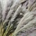 芦苇花纯野生全干精品