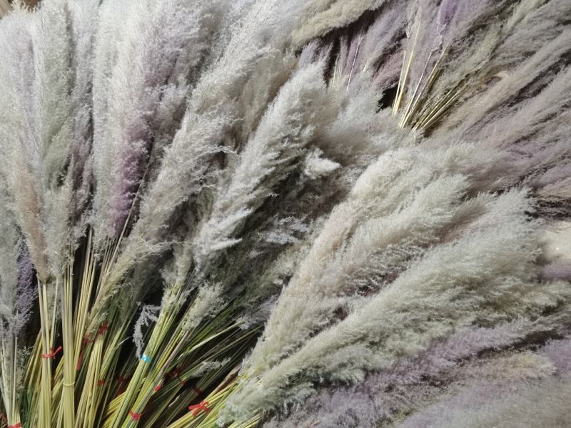芦苇花纯野生全干精品