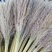 芦苇花纯野生全干精品