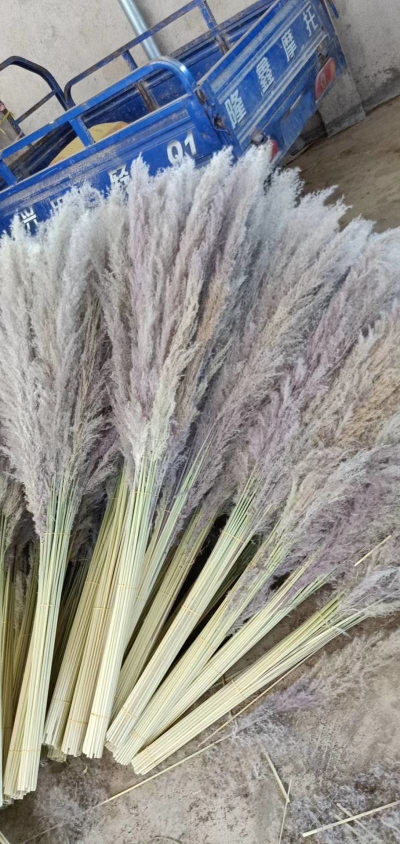 芦苇花纯野生全干精品