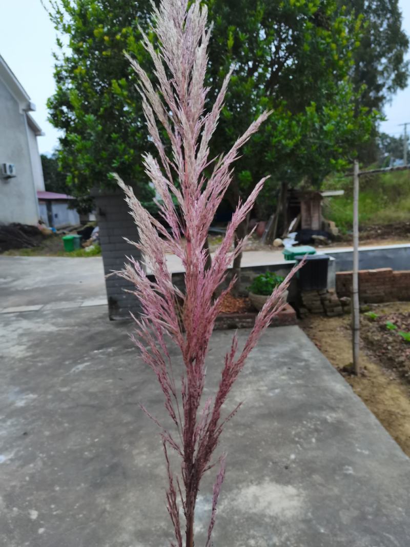 芦苇花纯野生全干精品