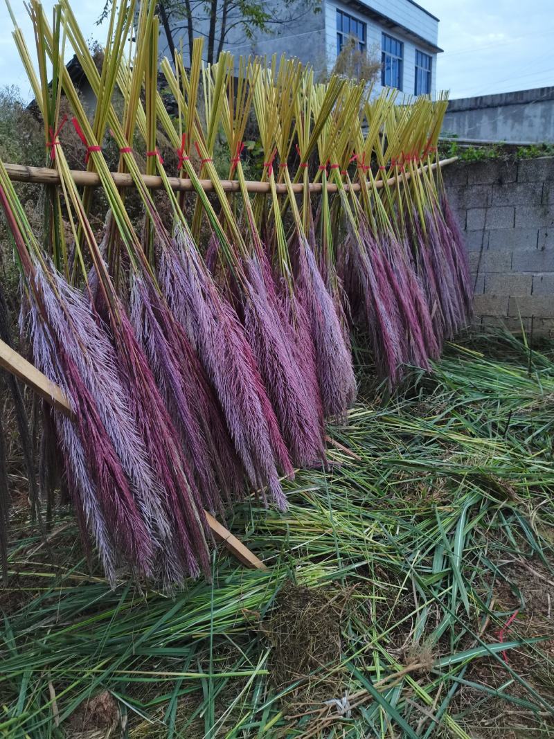 芦苇花纯野生全干精品