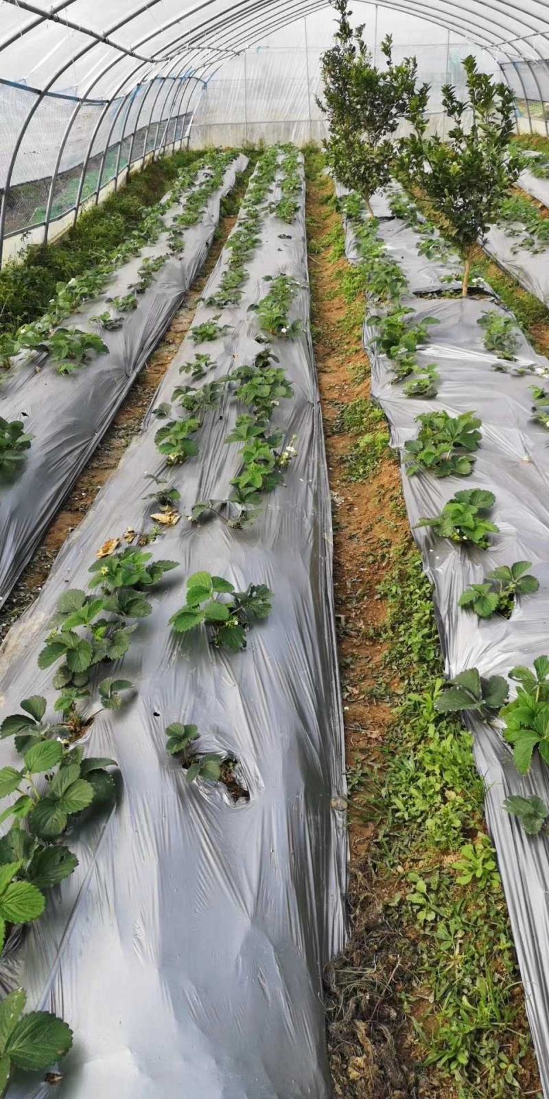 地膜银灰地膜银黑地膜防草反光抑菌保湿保温