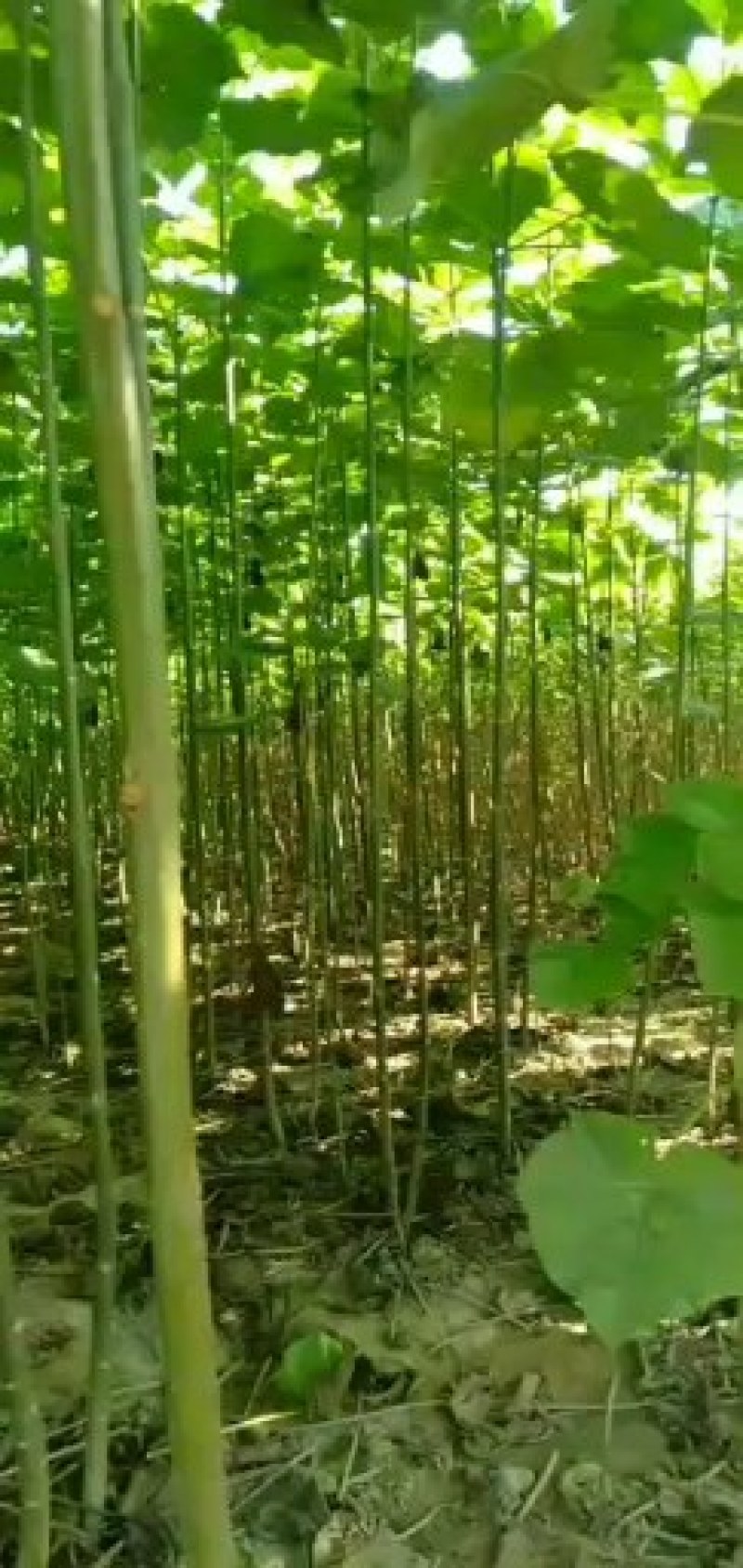 精品泡桐树苗批发基地2-6公分规格不等，价格不同。